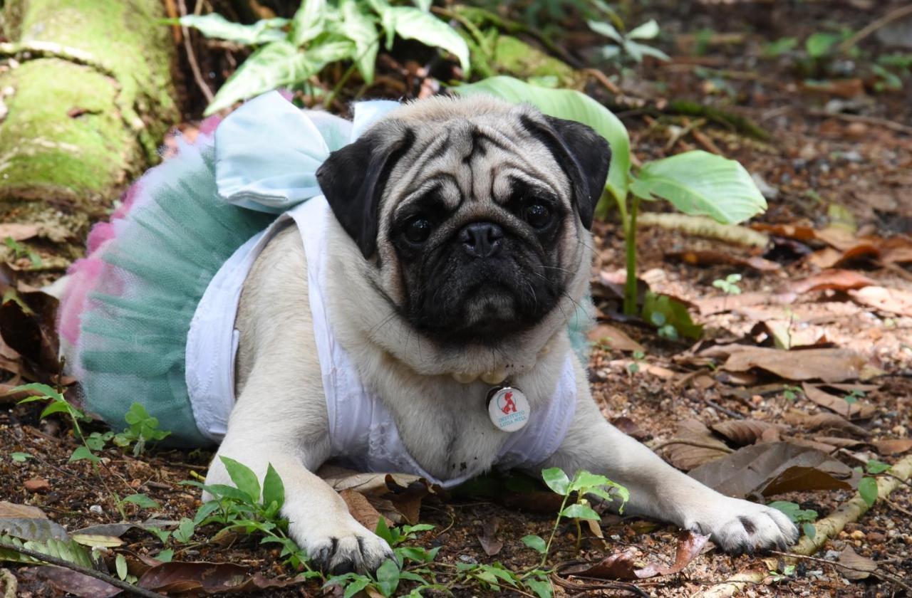 Pousada Portal Do Cacau-Petfriendly 坎布里 外观 照片